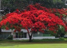 Red tree in bloom