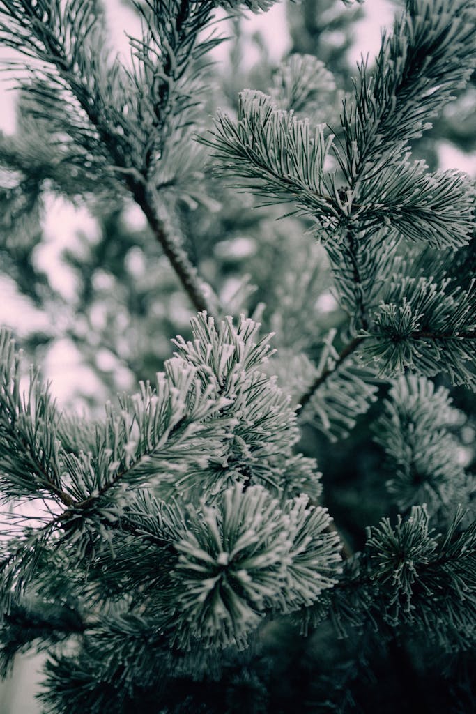 Detailed view of frosted pine tree branches, capturing the serene winter atmosphere.